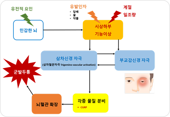 군발두통의 원인 민감한 뇌에 유발인자가 시상하부 기능이상을 유발하여 뇌혈관이 확장되어 군발두통을 유발함